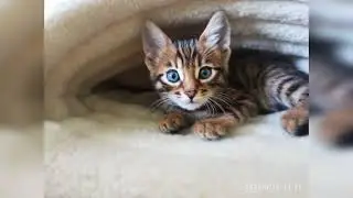 💜 Луня 😸 _ Бенгальская кошка _ знакомьтесь _ 2023
