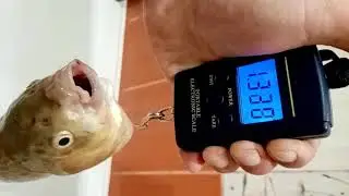 карась 1кг 440гр!
