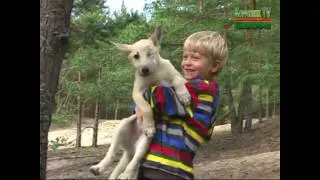 Пропала собака / The dog was gone