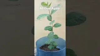 Guava Tree #agaderfarmland #bonsai #agrikultura #fruit #guava #bayabas #plants