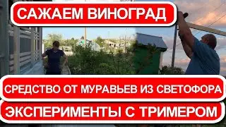 САЖАЕМ ВИНОГРАД ЭКСПЕРИМЕНТИРУЕМ С ТРИМЕРОМ СРЕДСТВО ОТ МУРАВЬЕВ ИЗ СВЕТОФОРА