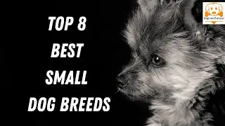 Top 8 Best Small Dog Breeds - Top 8 Cutest Small Dog Breeds - Apartments Dogs