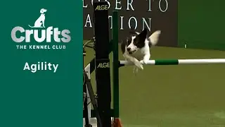 Agility - International Invitation - Large - Agility| Crufts 2023