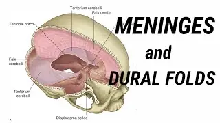 Dural Folds || Dura mater || Meninges || Anatomy || MedCracker ||