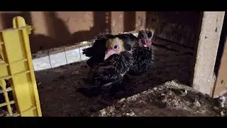 В голубятне как в печке...