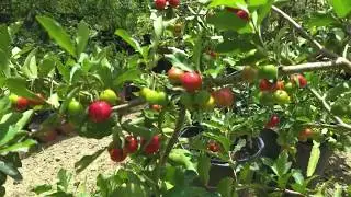 CULTIVAR ARBOLES DE ACEROLA EN TIESTO.