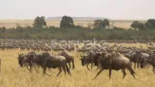 Wildebeests walking and running | Stock Footage - Envato elements