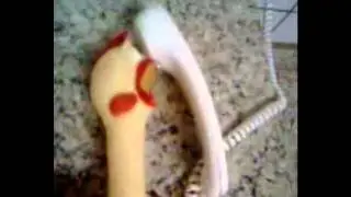 THE CRAZY CHICKEN