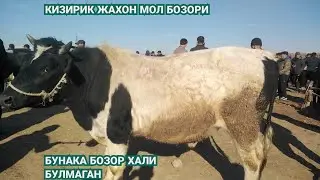KATTA SEMIZ BUQALAR NARHLARI QIZIRIQ MOL BOZORI 2022 КАТТА БУКАЛАР 