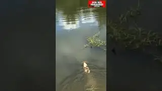 Cocodrilo se come a un perro / Crocodile eats dog