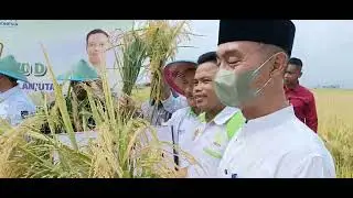 panen padi MTANI BERSAMA KETUM HKTI JENDRAL PURNAWIRAWAN BPK. MULDOKO DAN KETUA PAC JEMBER H.M SOLEH