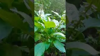 Basil plant#Shorts