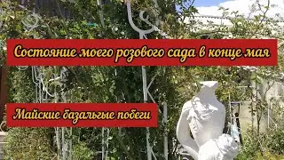 Розовый сад после всех заморозков в конце мая. Майские базальные побеги.