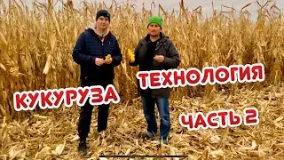 Технология выращивания кукурузы. Наш опыт. Часть 2