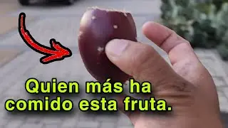 Alguien ha comido esta fruta?