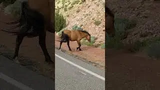 Spirit the Wild Mustang on the Pryor's! 