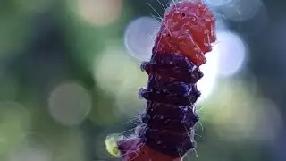Caterpillar •Nature Life•Amazing Life