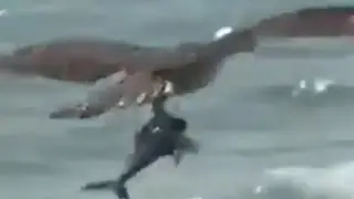 Águia sobrevoa praia segurando tubarão em suas garras; Serra MESMO UM TUBARÃO ?assista