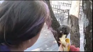 Encontrei vários macaquinhos de verdade que legal