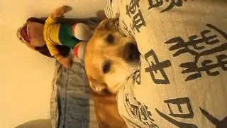 chien ko