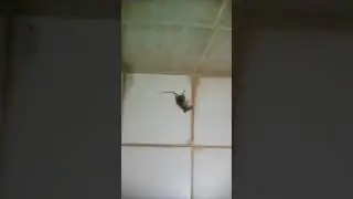 Sleeping Rat at Home || Dead Rat at Home || Muhammad Usman || Basic IT School