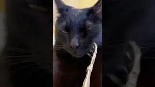 #милыймойкот/ в гостях у кота))