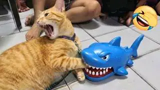Cats Are Just Born to Be Silly 😂 Funny Cat Videos 2025