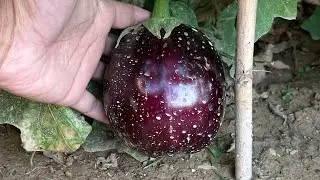 Brinjal harvesting from Garden 🍆