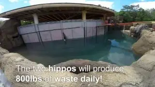 70,000 Gallons Ready for Hippos - Cincinnati Zoo