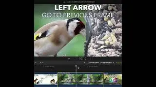 Final Cut Pro Shortcut | Left Arrow | Go to Previous Frame