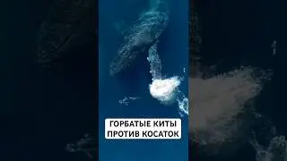 Мстители Океана: Почему Горбатые Киты Ненавидят Косаток?