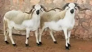 Sardi Sheep | Striking Contrasts