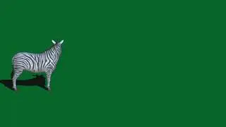 Green screen zebra animation video