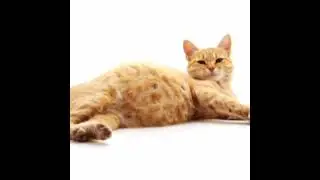 Pregnant animals