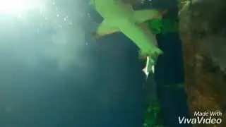 Sochi discovery world aquarium