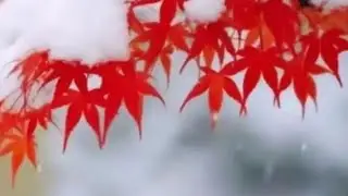 Capturing the mesmerizing dance of snowflakes, nature in motion. ❄️✨ #WinterWonders #SnowfallSerene