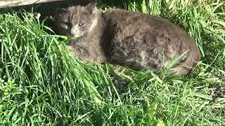 Кот живёт на пасеке