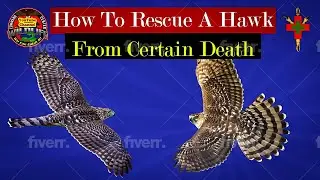 3.12 How to rescue a hawk from Certain Death  #falconry #animals
