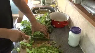 Витаминный корм для кур. Куры несушки.