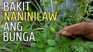 BAKIT AYAW MABUO AT NATUTUYO ANG MGA BUNGA
