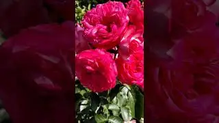 Розы 