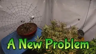 Week 11 Autoflowers & Autopots (A New Problem)