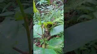 beautiful bird nest in leaf 🌿 #viralvideo #fyp