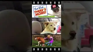 Cat Steals Dog's Parking Spot