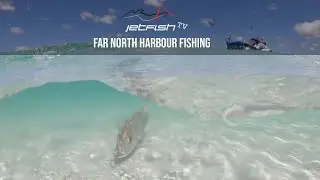 How to fish a harbour for BIG fish