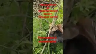 #сільськежиття Приєднуйтеся до україномовного каналу