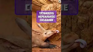 трубкозуб удивительное животное #факты #животные #топчик #интересно