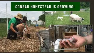 Daily Chores. Bunnies. Lambs| Planting Sweet Potato Slips