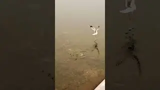 Weak @$$ Seagull Beak drops fish after catching it! 