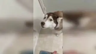 Приколы с животными 2018 НОЯБРЬ 😹
